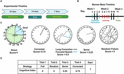 Development of an age-dependent cognitive index: relationship between impaired learning and disturbances in circadian timekeeping